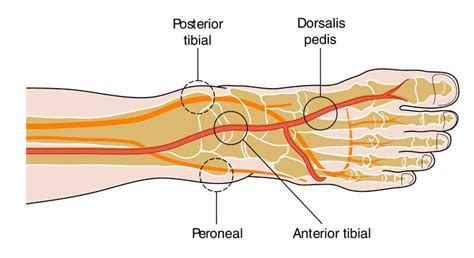 Dorsalis Pedis Artery Definition Location Anatomy Function