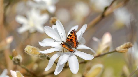 Brown Black Butterfly On White Flower Hd Butterfly