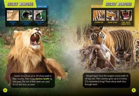 Asiatic Lion Vs Bengal Tiger Bellwether Media Inc