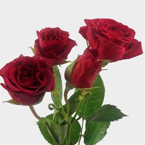 Spray Rose Red Wholesale Blooms By The Box