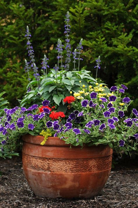 Common Annual Flowers For Pots Growing Annuals In Pots Follow These