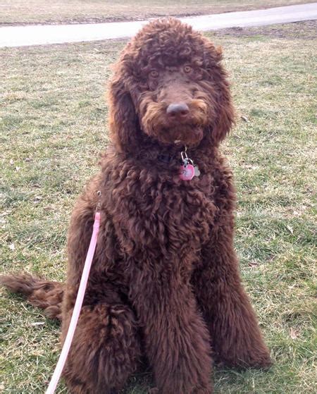Newfypoo Newfoundland Poodle Mix Info Puppies And Pictures