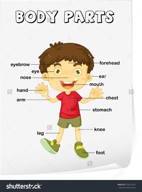 Esl printable body parts vocabulary worksheets, picture dictionaries, matching exercises, word search and crossword puzzles, missing a picture dictionary and classroom poster esl printable worksheet for kids to study and learn body parts vocabulary. Parts of the body clipart 20 free Cliparts | Download ...