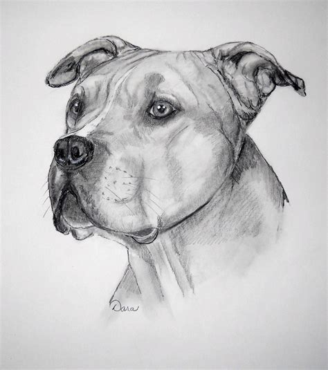 How To Draw A Pit Bull At How To Draw