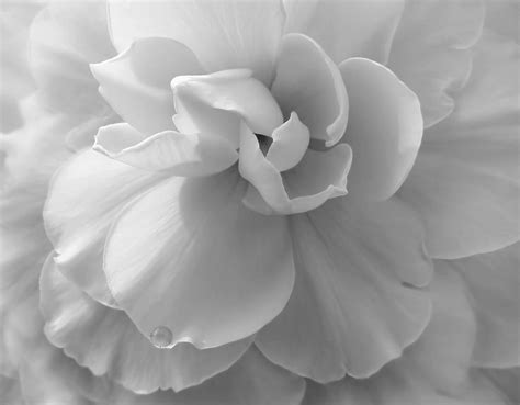 Monochrome Begonia Flower Photograph By Jennie Marie Schell Fine Art