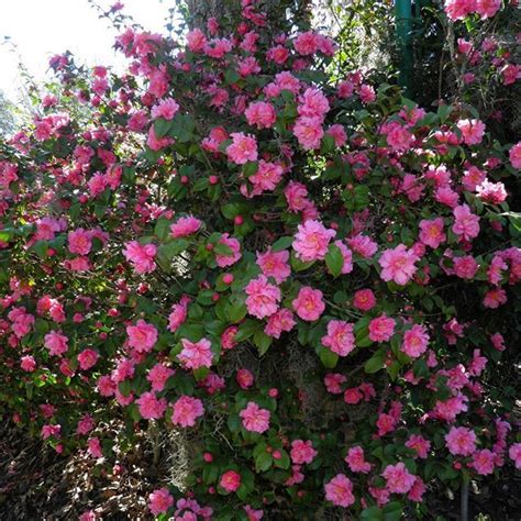 Heavy spring bloom, moderate fall display. Camellia hybrid 'Fragrant Pink'. #camellia #flowers # ...