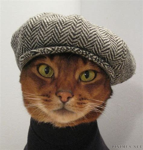 Cat Fashion Others