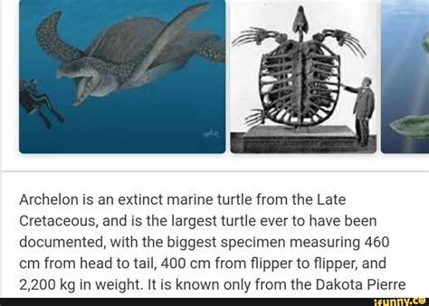 Archelon Is An Extinct Marine Turtle From The Late Cretaceous And Is