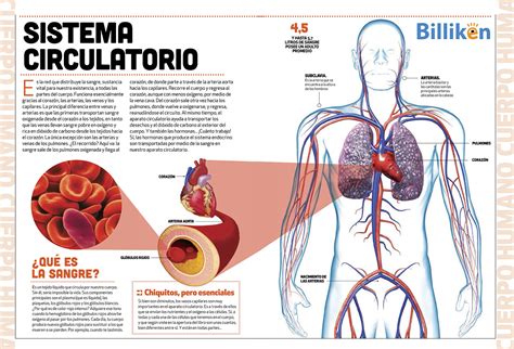 Sistema Circulatorio Imagen Infograf A El Cuerpo Humano Medicine Notes