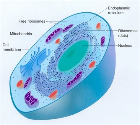 Think of the cell membrane like the border control of the cell, controlling what comes in and what goes out. 10 Interesting Animal Cell Facts | My Interesting Facts