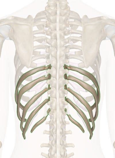The False Ribs Anatomy And 3d Illustrations