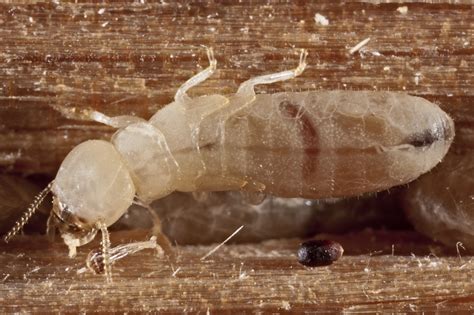 Understanding The Lifespan Of Drywood Termites An Important Step In
