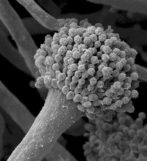 Aspergillus Fumigatus Image Eurekalert Science News Releases