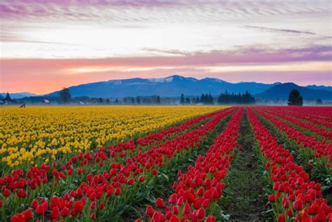 All You Need To Know About Beautiful Flower Fields In The Usa Flamingo