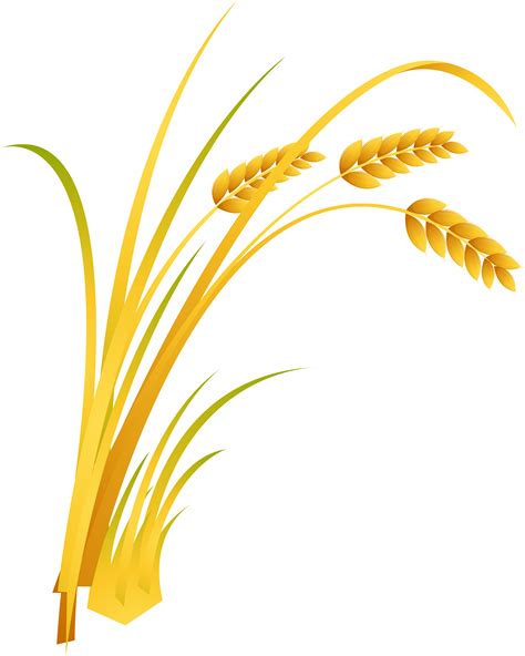 Rice Clipart Yellow Rice Rice Yellow Rice Transparent Free For