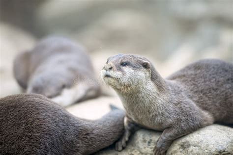 Otter Portrait Stock Photo Image Of Mammal Nature Whiskers 45627806