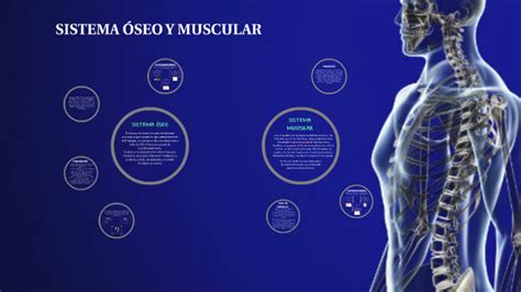 Sistema Óseo Y Muscular By Nuria Pérez On Prezi