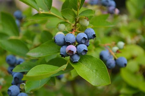 Growing Blueberries Top Tips For Success