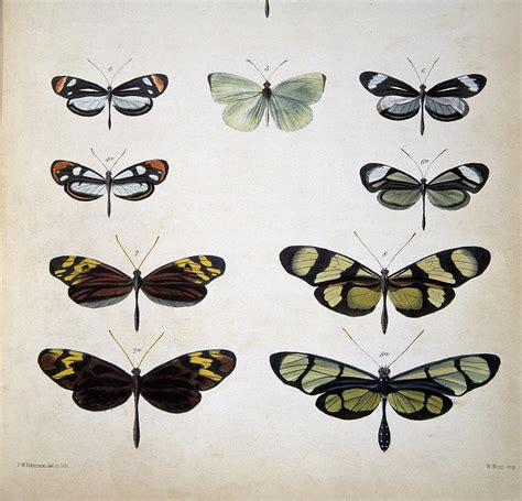 Examples Of Mimicry Among Butterflies Photograph By Science Photo