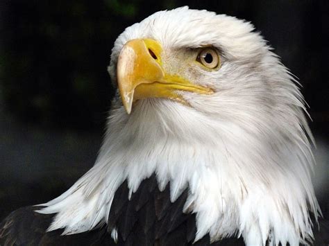Close Up Of Bald Eagle Pictures Photos And Images For Facebook