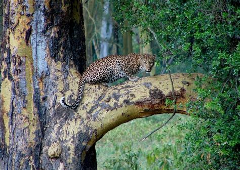 Leopard Im Rainforest Foto And Bild Tiere Wildlife Säugetiere Bilder