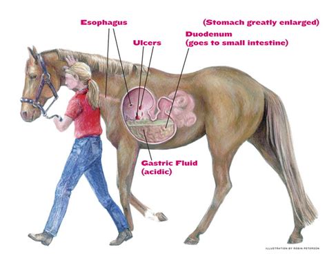 Can Ulcers Cause Back Pain In Horses