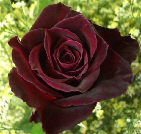 Rose Black Baccara 1000 In 2020 Unusual Plants Rose Beautiful
