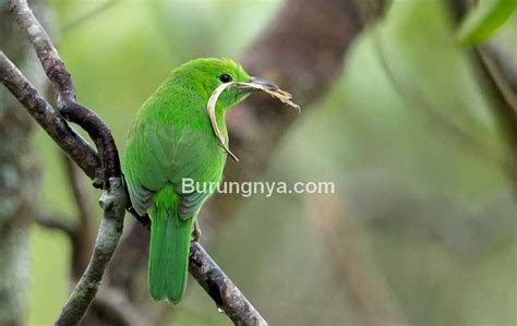 Nah, ada juga jenis burung kicau yang lain, yaitu burung masteran. Jenis Burung Jenggot Mini / Download Suara Burung Cucak ...