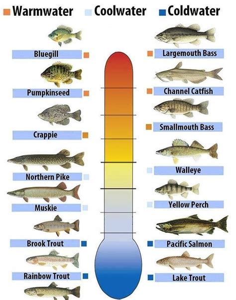 Understanding Water Temperatures By Fresh Baitz The Bass Cast