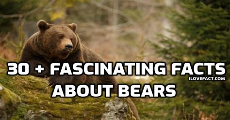 30 Fascinating Facts About Bears That Will Shock You I Love Facts