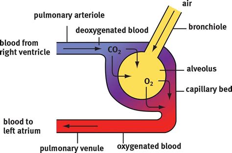 Figure 65 Gas Exchange In The Alveolus