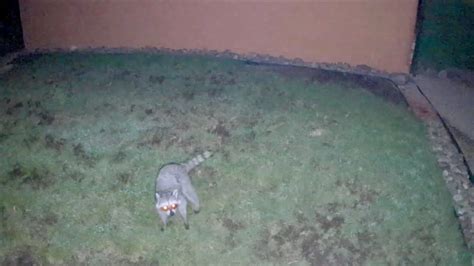 Ninja Raccoon Keeps Digging Up Our Lawn In Color Youtube