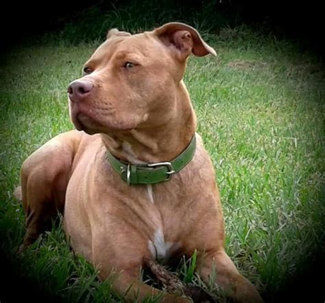 Pin On Pit Bull Facts
