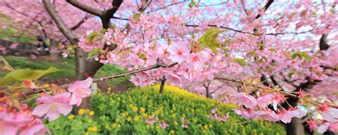 2560x1024 Spring Bloom Tree 2560x1024 Resolution Wallpaper Hd Nature