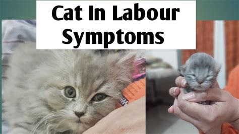 Physical Signs A Cat Is In Labor Cat Meme Stock Pictures And Photos