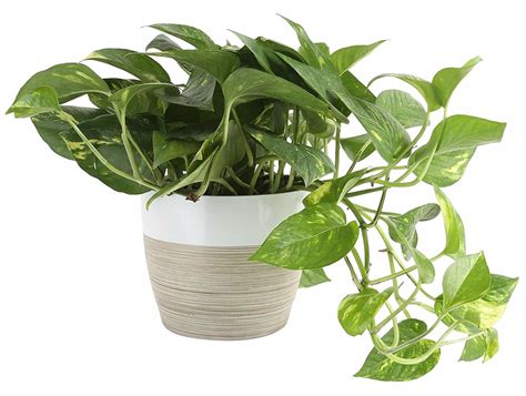 All parts are as the cat chews the plant, crystals penetrate the oral mucosa and throat, which causes intense pain. Amazon Prime Day Plant Deals | Apartment Therapy