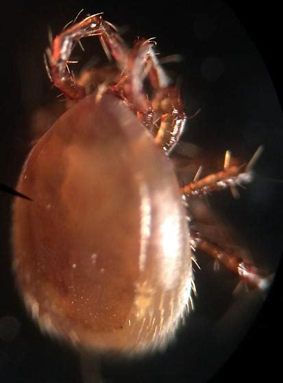 Phoretic Mite 6 Bugguidenet