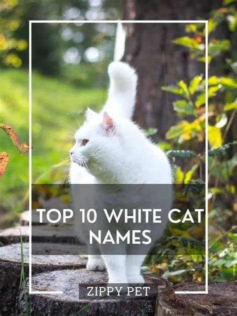 10 Most Popular White Cat Names Zippy Pet