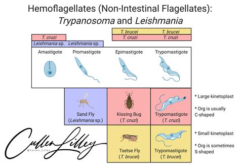 Hemoflagellate Morphology — Pathelective