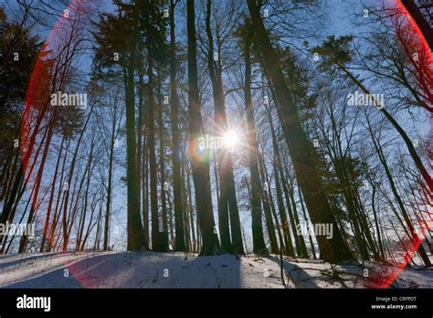 Sun Shining Through Snowy Forest Stock Photo Alamy