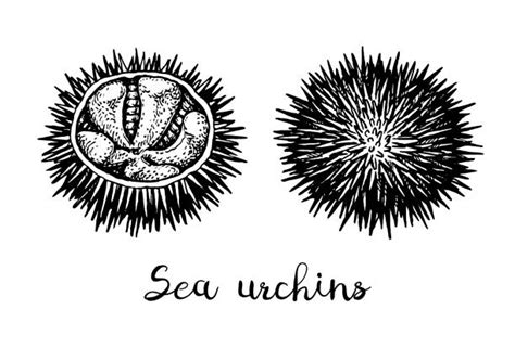 16900 Sea Urchins Stock Photos Pictures And Royalty Free Images Istock