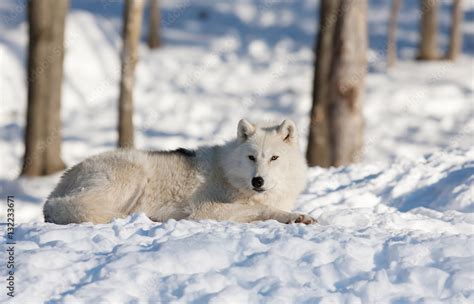 Arctic Wolf Lying Down In A Snow Covered Field Foto De Stock Adobe Stock