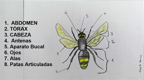 Como Dibujar Un Insecto Y Sus Partes How To Draw An Insect And Its
