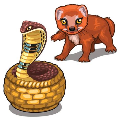 Mongoose Illustrations Royalty Free Vector Graphics And Clip Art Istock