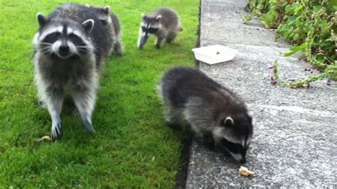 How many babies can a raccoon have? children clothing: how many babies do raccoons have