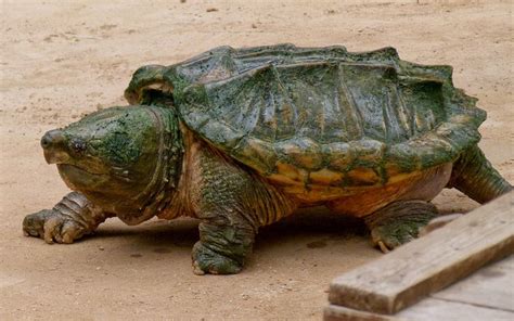 The Largest Freshwater Turtle In The World Based On Weight They Can