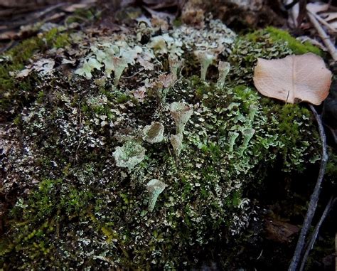 Cladonia Pyxidata Pebbled Pixie Cup Lichen Santa Rita Mt Flickr