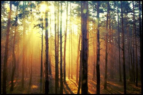 Forest Daylight By Irinna7 Forest Daylight Enchanted Forest