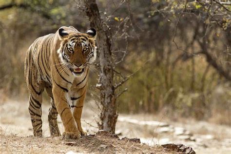 Tiger Facts Habitat Behavior Diet