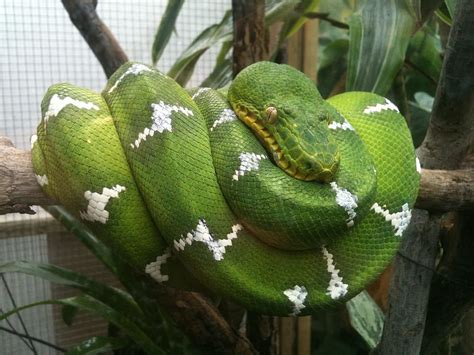 Green Tree Snake Animal Themes Green Color Animal Wildlife